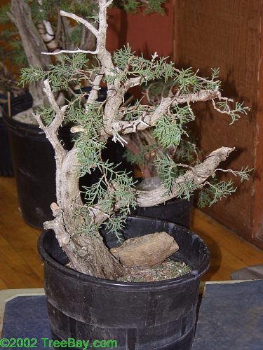 2002Betsuin 094.jpg